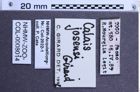 Etikette zu Calais josensi (NHMW-ZOO-COL-0008014)